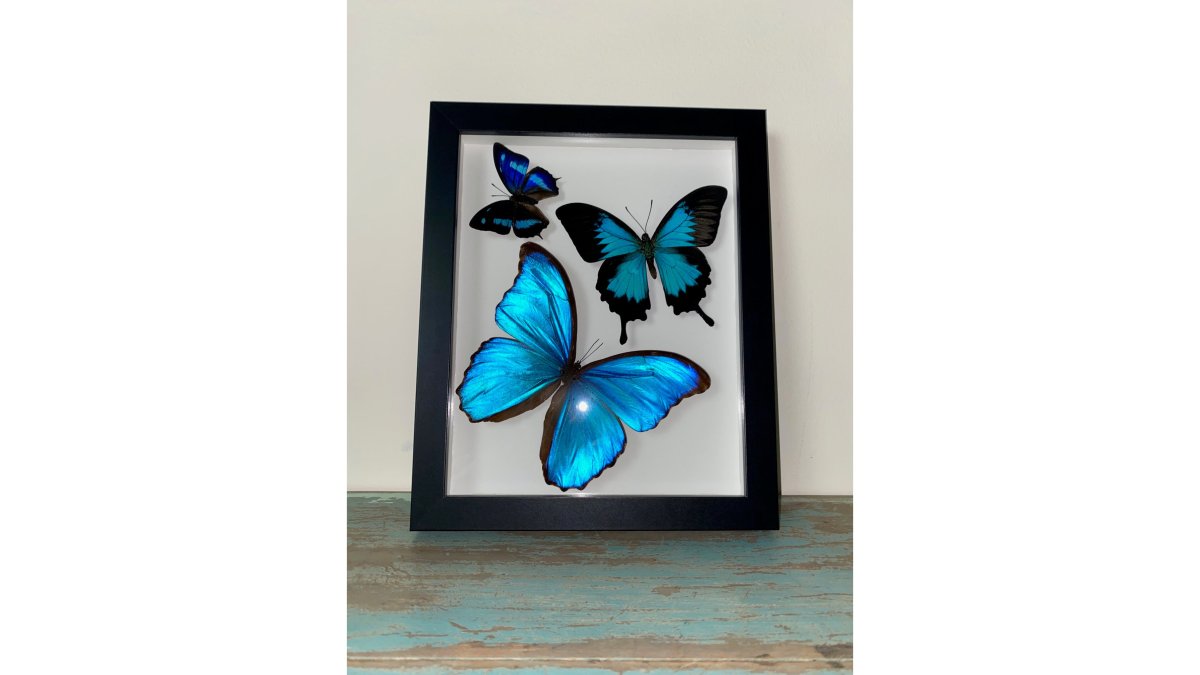 Swirl of Butterfly Delight