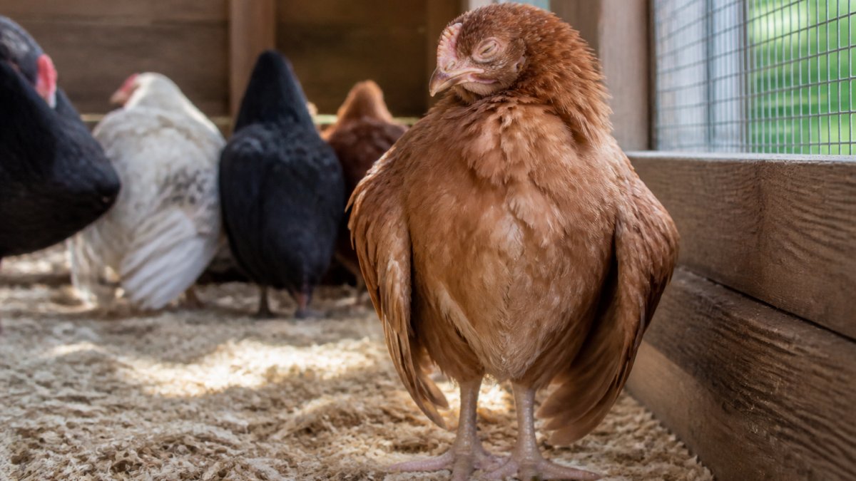 A single backyard chicken standing apart from the flock with drooping wings and half-closed eyes in a sunny coop with wood shavings on the floor