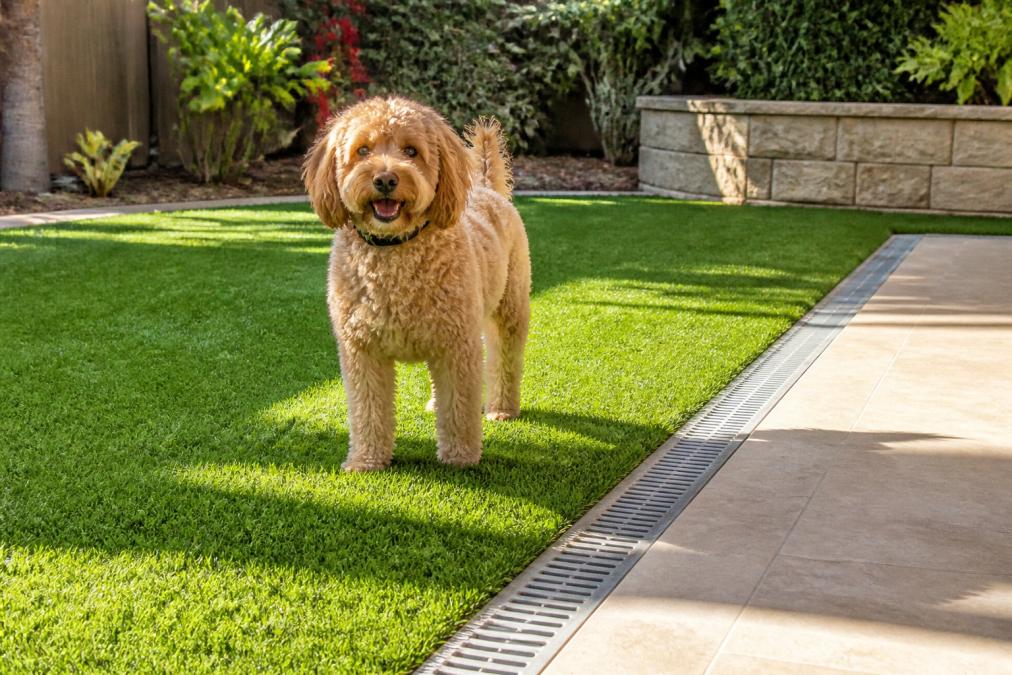 Dog standing on lush synthetic turf with a drainage channel that impacts synthetic turf cost