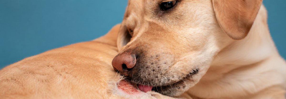 Tallow Skincare for Pet Skin Irritation: A 2026 Guide
