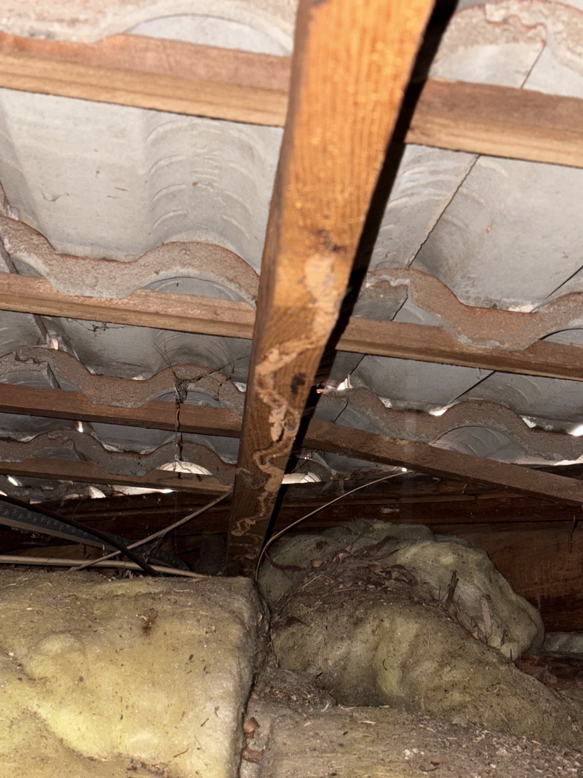Termite Damage