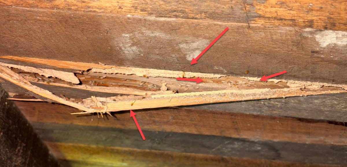 Termite Found In Subfloor