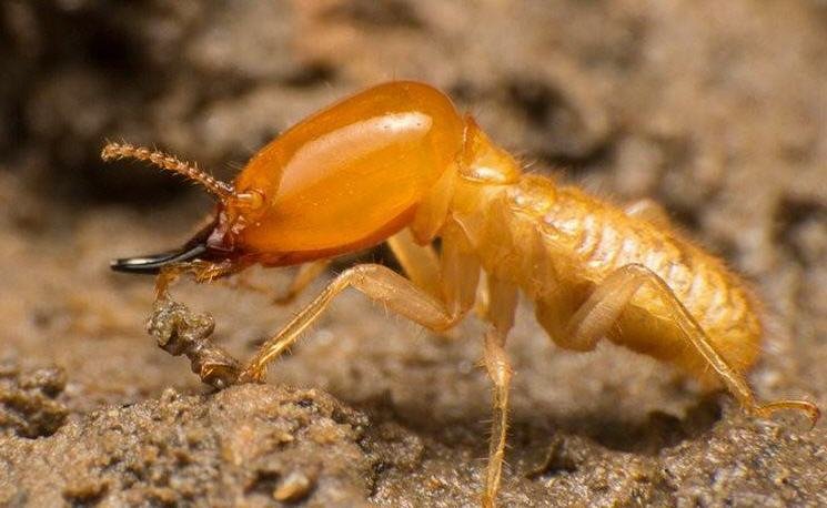 Termite Inspection Bankstown