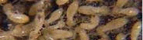 Termites