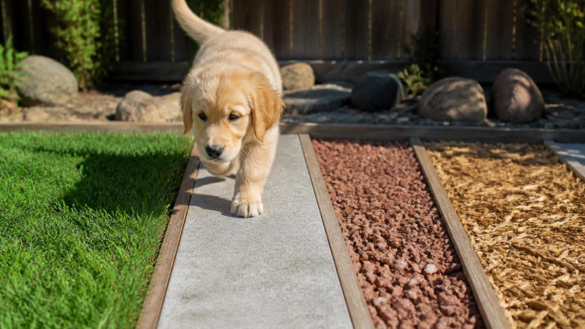 Young golden retriever puppy exploring multiple outdoor surfaces in sequence, walking on green grass, gray concrete, reddish gravel, and tan wood chips, with bright natural sunlight and a blurred backyard background, showing curiosity and engagement