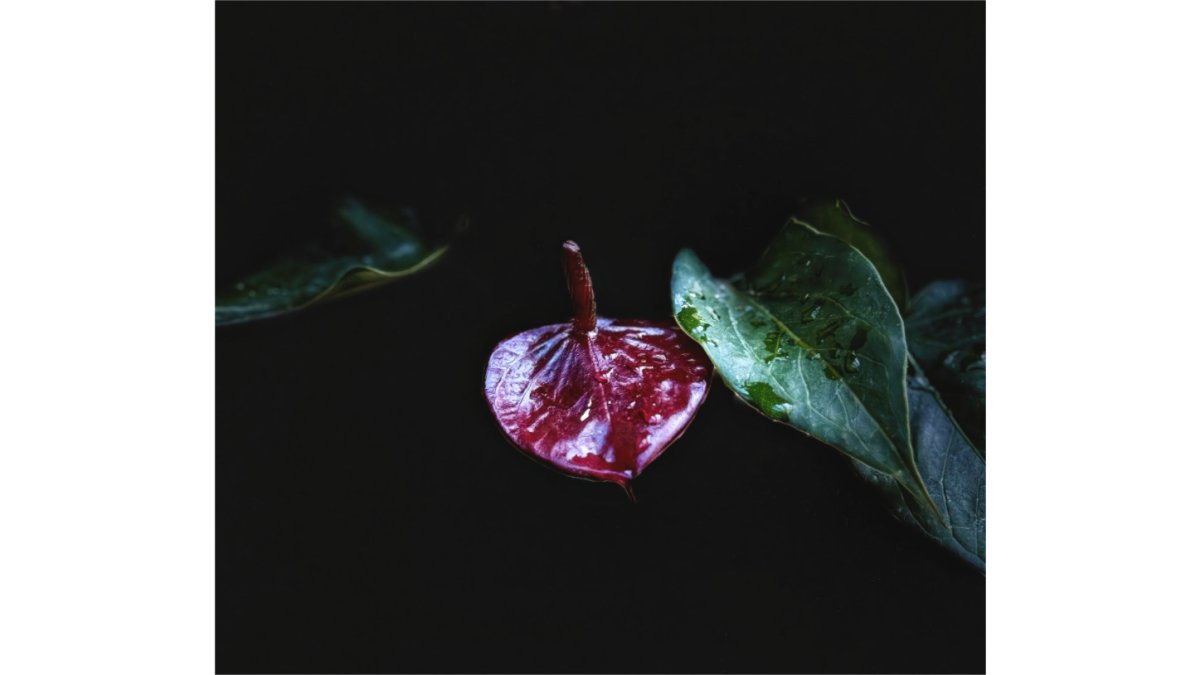 The Gift