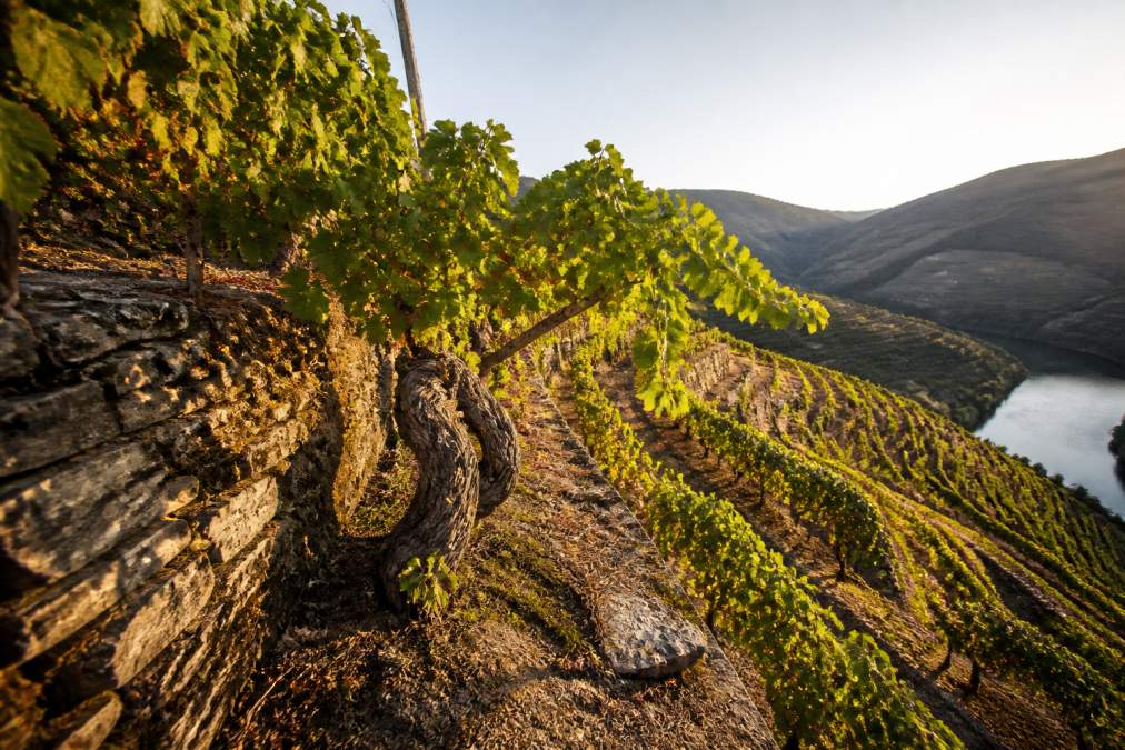 Ancient stone-terraced vineyard in the Douro Valley with gnarled old vines and a traditional dry-stone wall, golden afternoon light raking across the rows