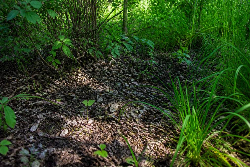 Close-up of a shaded, moist yard area with accumulated brown leaf litter, low brush growth, and patches of tall grass creating dense cover where ticks hide