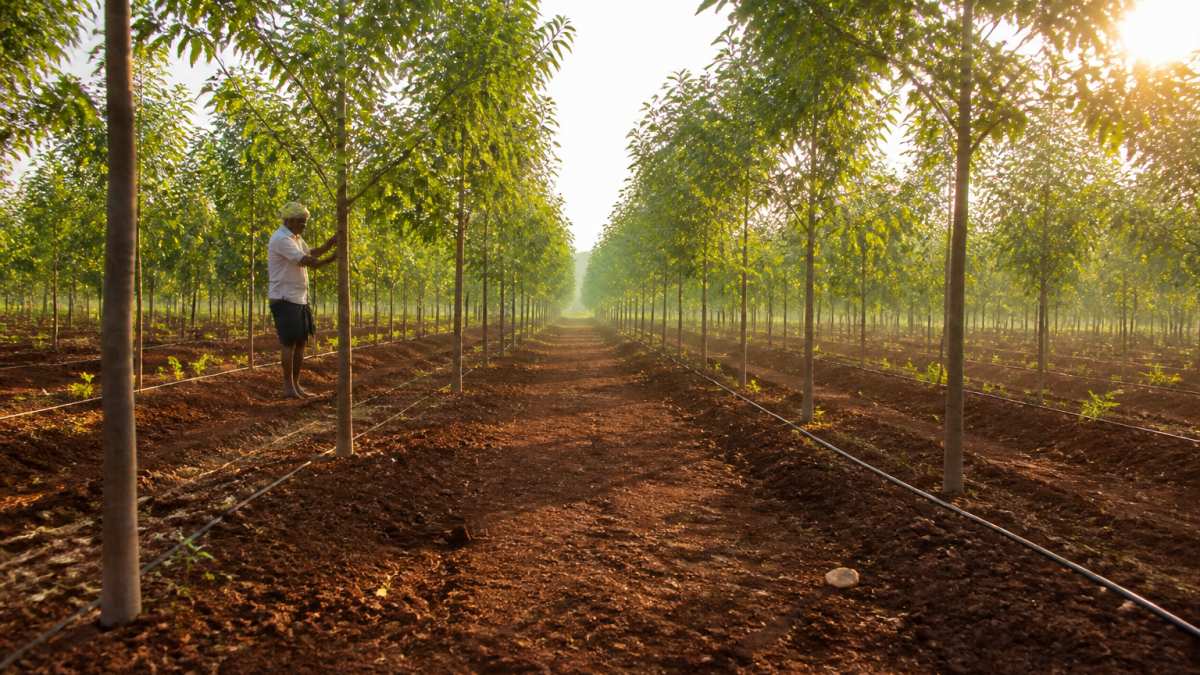 Rows of young red sandalwood saplings on managed farmland with drip irrigation lines running between them, a farm worker in the distance inspecting a tagged tree trunk in warm morning light