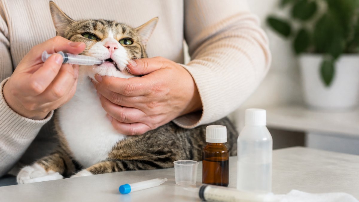 Tips for Administering Liquid Medication to Cats
