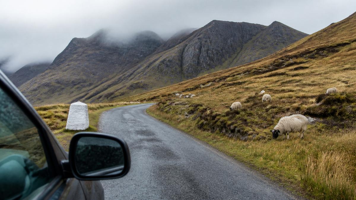 Narrow single-track Highland road with white passing place marker visible on left, mountains rising in misty background, sheep grazing on moorland slope beside road