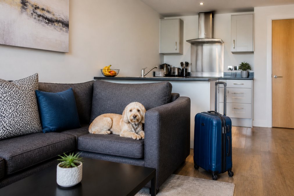 Small dog resting on a sofa in a modern Abodebed living room at Handleys Court, one of the top 10 pet friendly short stay