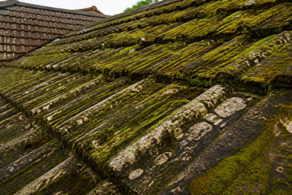 Close-up of roof tiles covered with thick green moss and dark algae streaks, showing biological growth spreading across multiple tiles with visible moisture damage in natural daylight