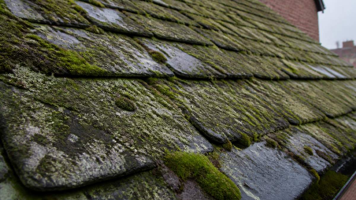Close-up of roof tiles covered with thick moss and algae growth, showing discoloured slate and moisture damage in damp climate conditions