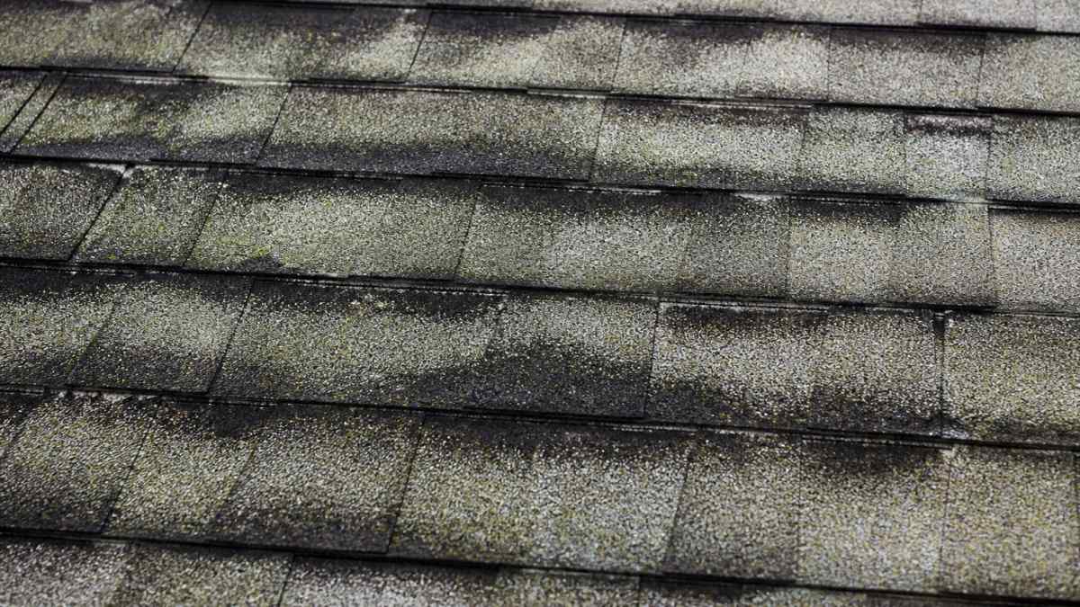 Close-up view of residential asphalt shingles showing dark black algae streaks running horizontally across the roof surface, with green and gray discoloration visible on multiple shingle rows