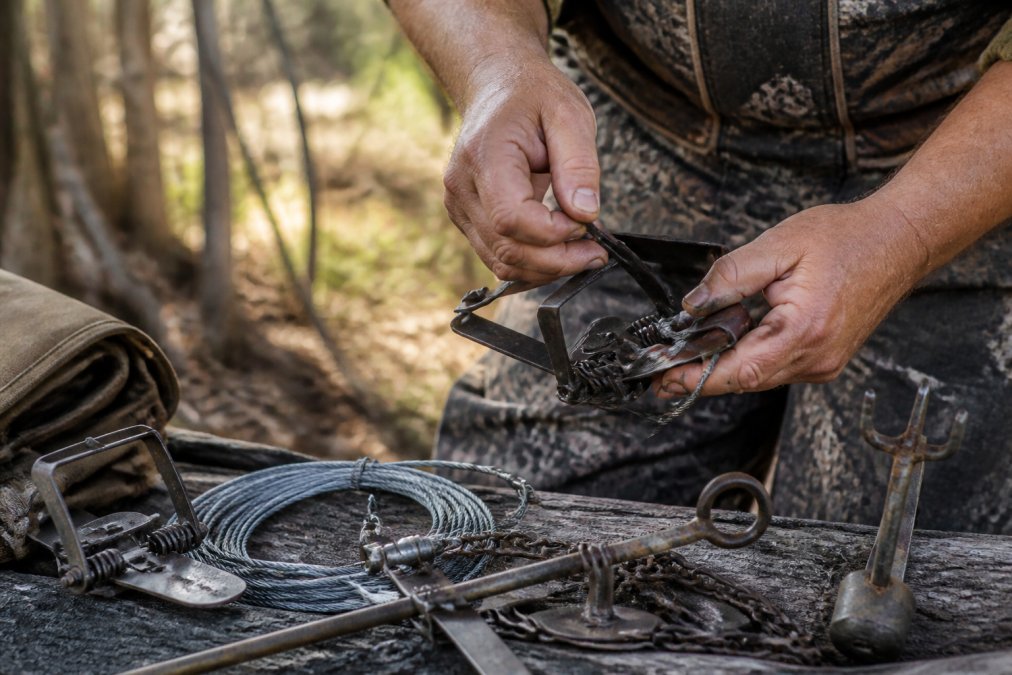 Expert trapper's hands adjusting slide wire and grapple hook on a set trap in natural outdoor setting with forest background and dappled sunlight