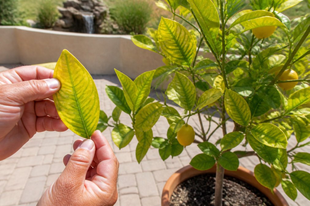Hands examining a yellowing lemon leaf while treating alkaline soil for citrus in a sunlit home garden
