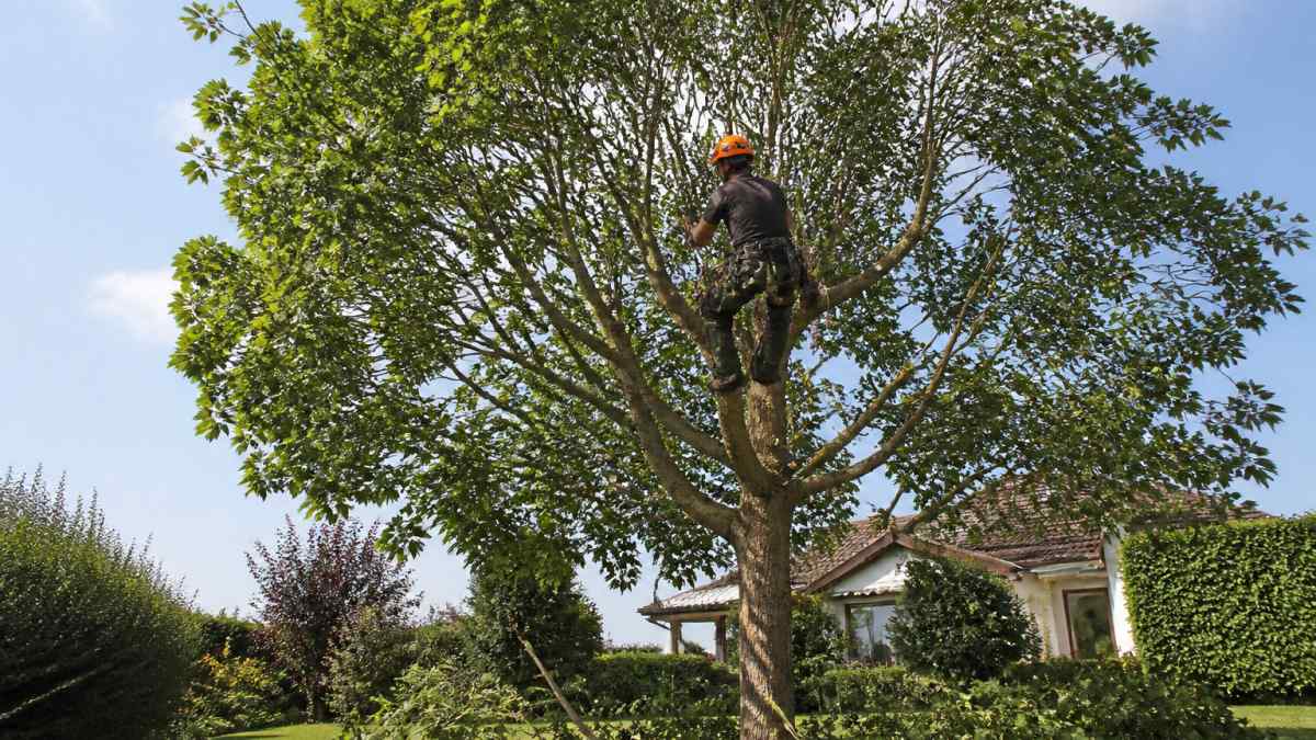 Professional arborist performing crown reduction pruning on mature garden tree, with sections of canopy carefully removed to allow dappled sunlight reaching the lawn below, showing before-state dense canopy and after-state opened structure