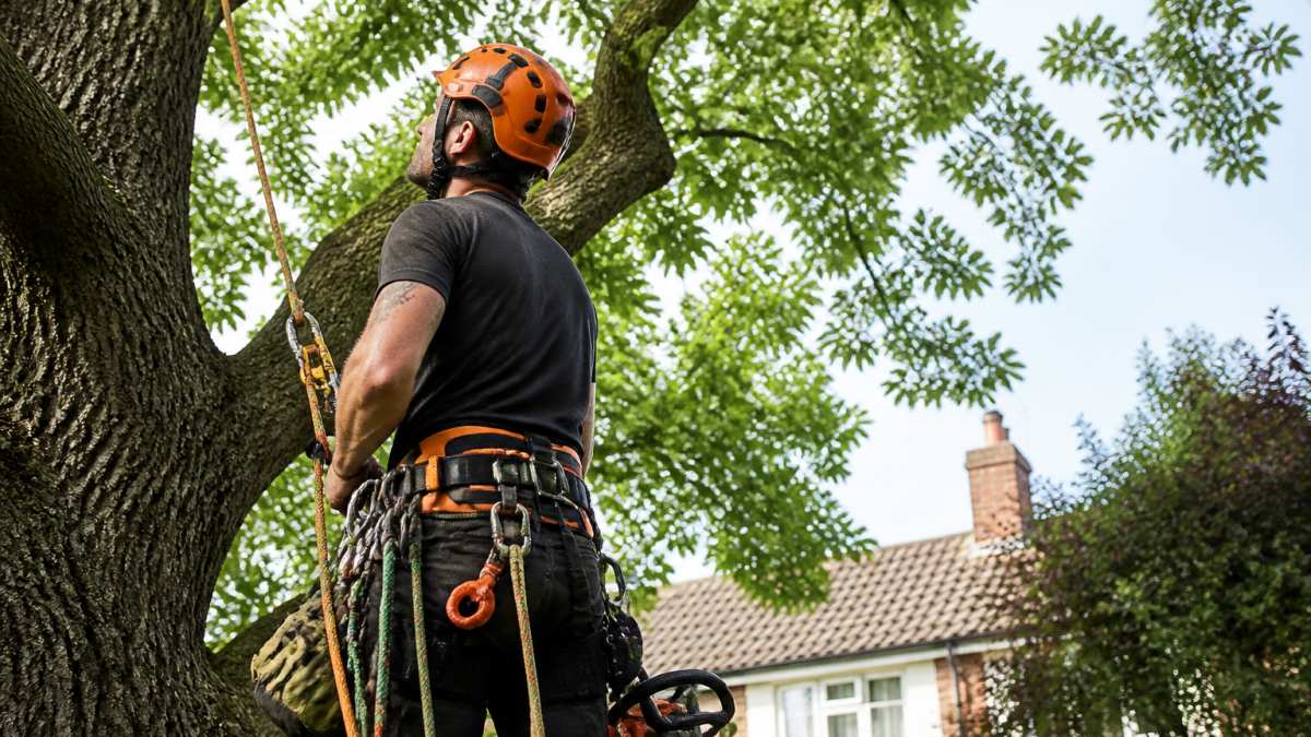 Professional tree surgeon in safety harness and climbing gear assessing a mature tree's crown in a residential garden, with climbing ropes and pruning equipment visible
