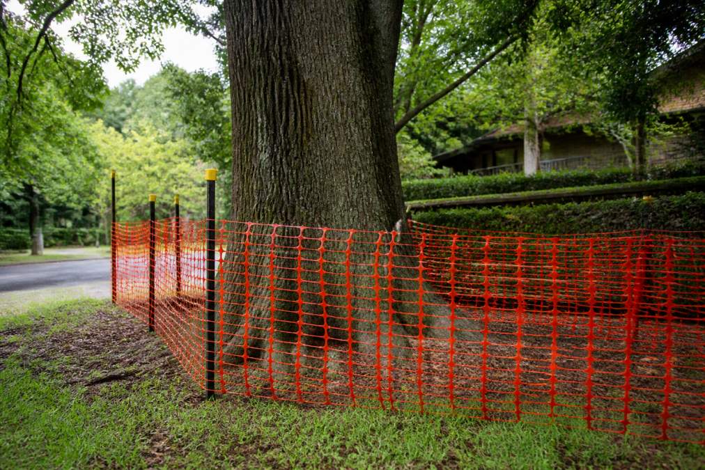 Tree Protection Requirements in Canberra: A Complete Guide