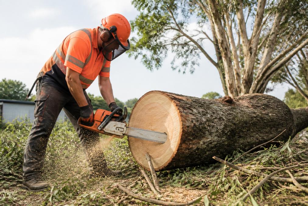 Tree Removal Arborist: A Complete Guide