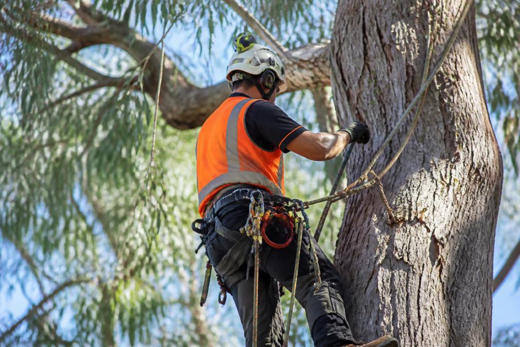 A qualified tree removal arborist in safety gear working at height with professional rigging equipment.