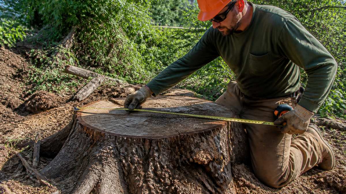 Professional arborist measuring a large tree stump diameter with tape measure, examining the root plate and surrounding soil conditions in natural daylight