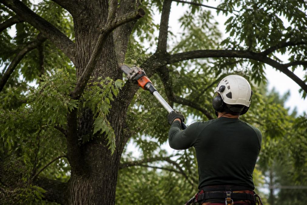 Tree Trimming for Storm Safety: A How-To Guide