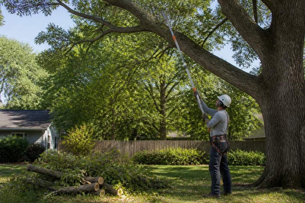 A professional arborist wearing safety gear and a hard hat using a pole saw to trim branches from a large oak tree in a residential backyard, with cut limbs stacked neatly on the ground