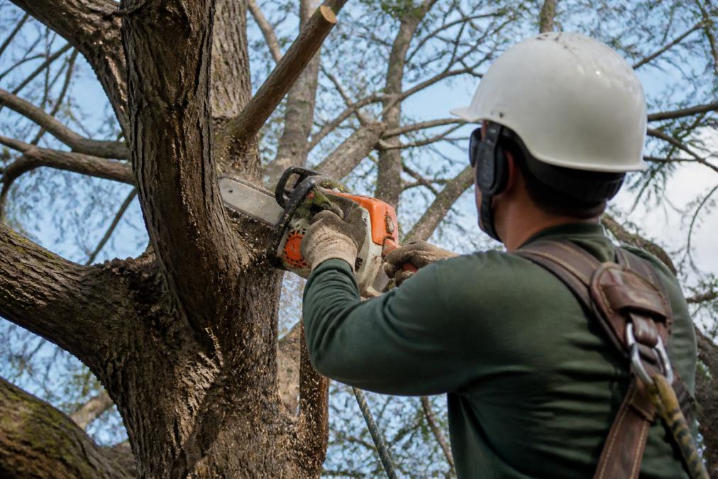 Tree Trimming Near Me: Professional Care Guide
