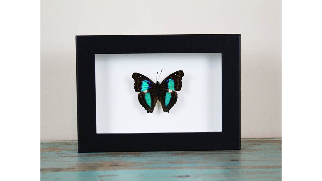 Turquoise Emperor in a frame