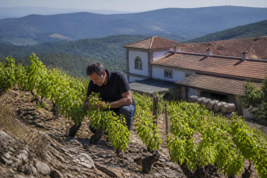Winemaker inspecting old vines in the Dão hills, one of the top Portuguese wine regions, with an estate in the background.