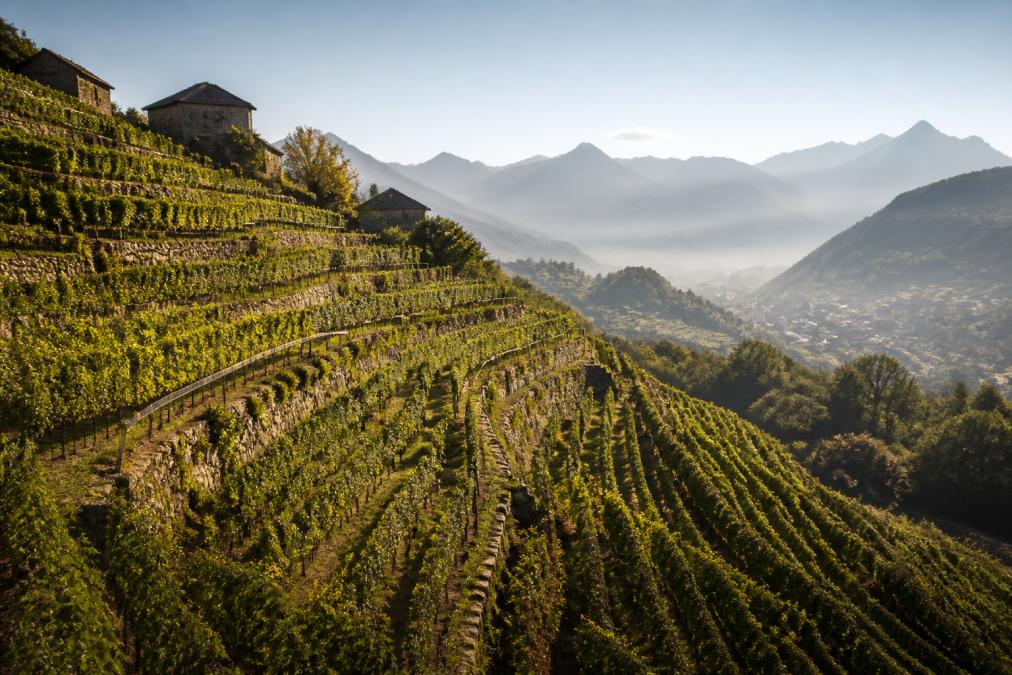 Terraced vineyard rows on hillside slopes in morning light, with stone buildings visible in the distance and misty mountains rising in the background