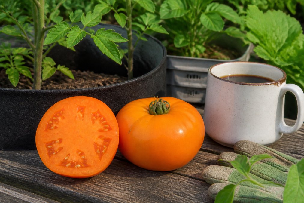 Unique Heirloom Tomato Varieties for Sale