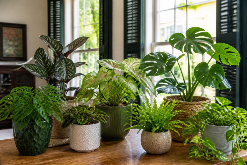 Unique House Plants for New Orleans: 9 Stunning Picks