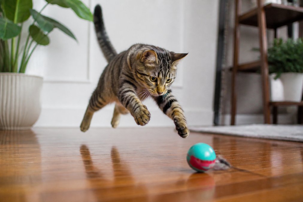 Tabby cat mid-pounce on a colorful rolling toy across a hardwood floor, eyes focused and paws extended