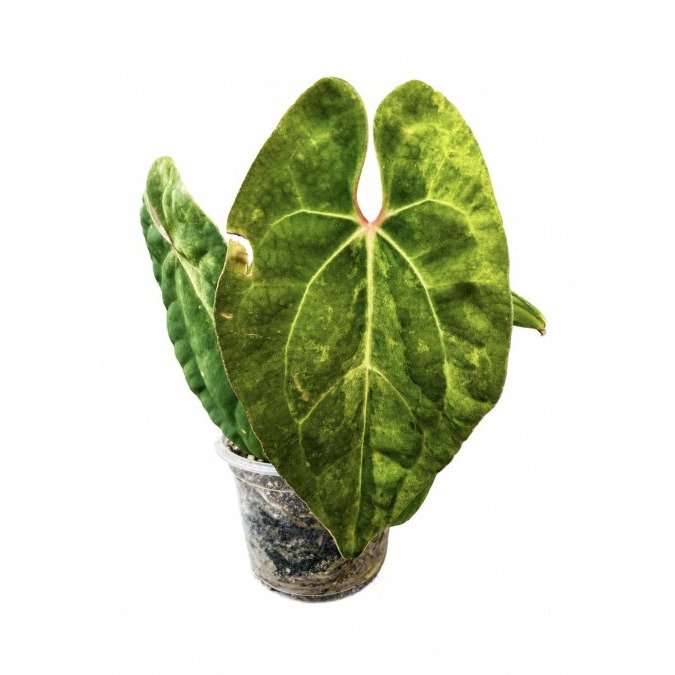 Signs of Overwatering in Variegated Alocasia
