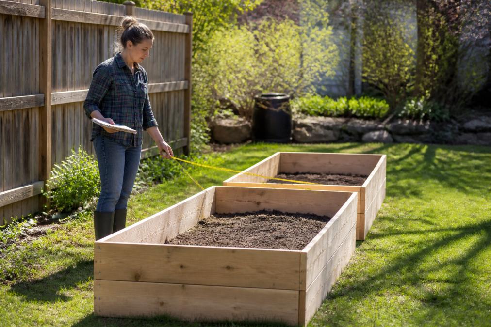 Gardener measuring sunlight exposure over wooden raised garden beds in a backyard at mid-morning