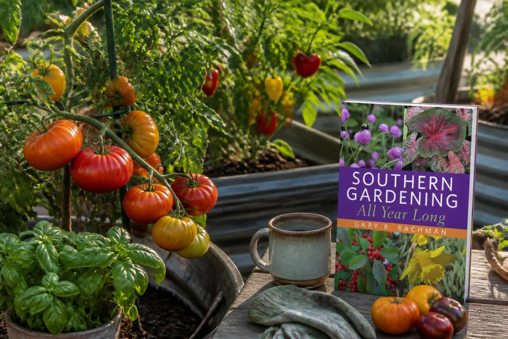 Close-up of vibrant heirloom tomatoes in shades of red, orange, and yellow ripening on healthy vines, alongside colorful peppers on their plants, in a sunny backyard summer garden with raised beds and dappled afternoon light