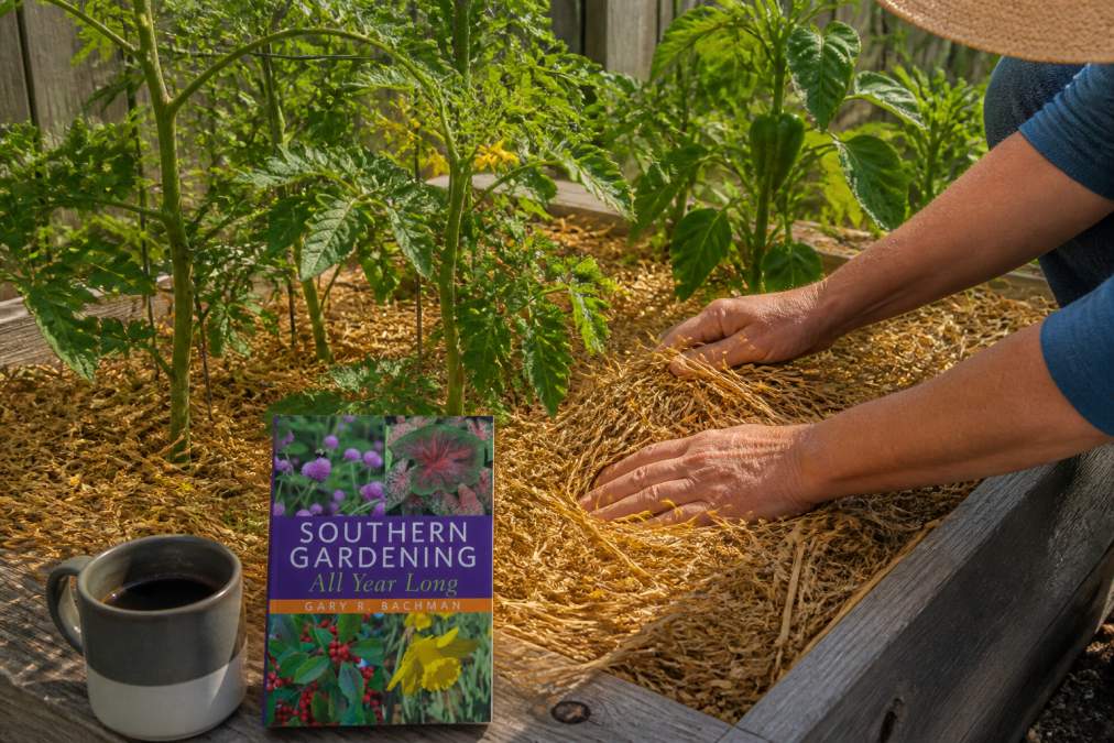 Gardener's hands spreading thick golden straw mulch around the base of tomato and pepper plants in a raised wooden garden bed, bright summer sunlight casting warm shadows across the bed