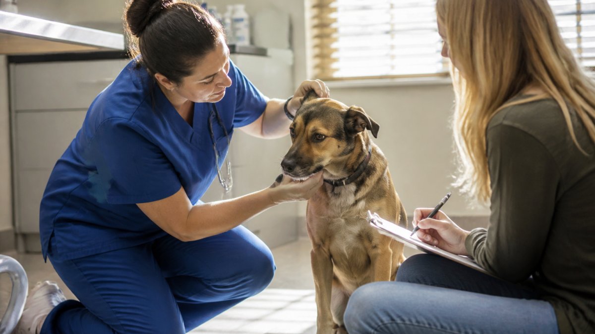 A veterinarian in blue scrubs kneeling on a clinic floor, gently examining a calm rescue dog while a pet owner watches and takes notes on a clipboard, soft afternoon light through window blinds