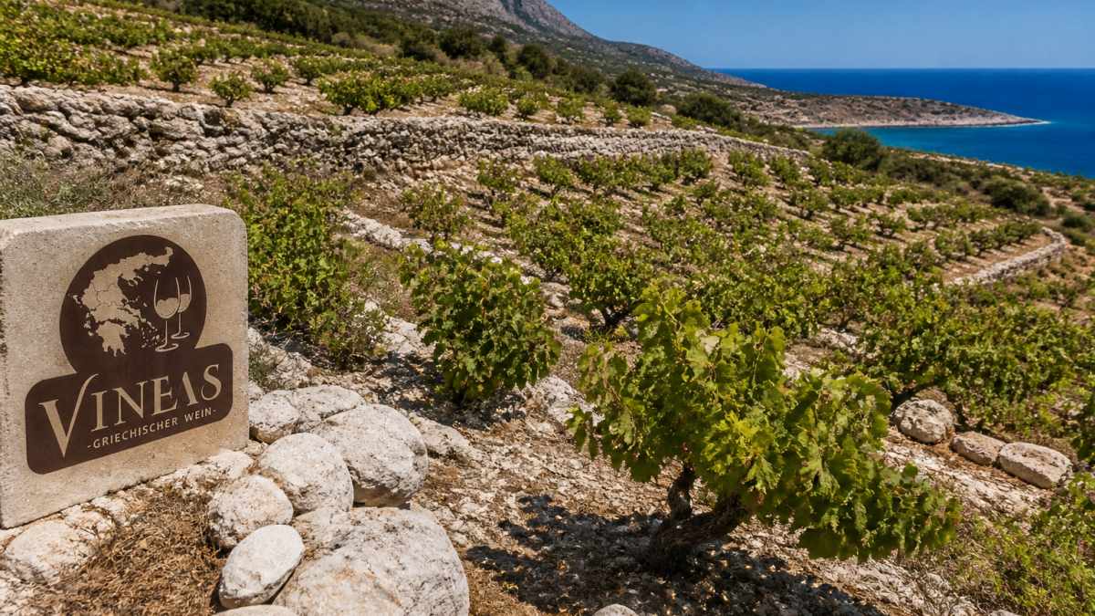 A sunlit vineyard on a terraced hillside in Crete with rocky limestone soil and low bush vines, the sea visible in the distance under a clear blue sky