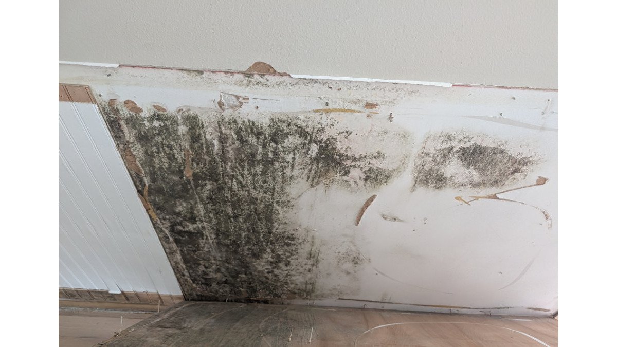 How to Choose Mold Remediation in Titusville FL