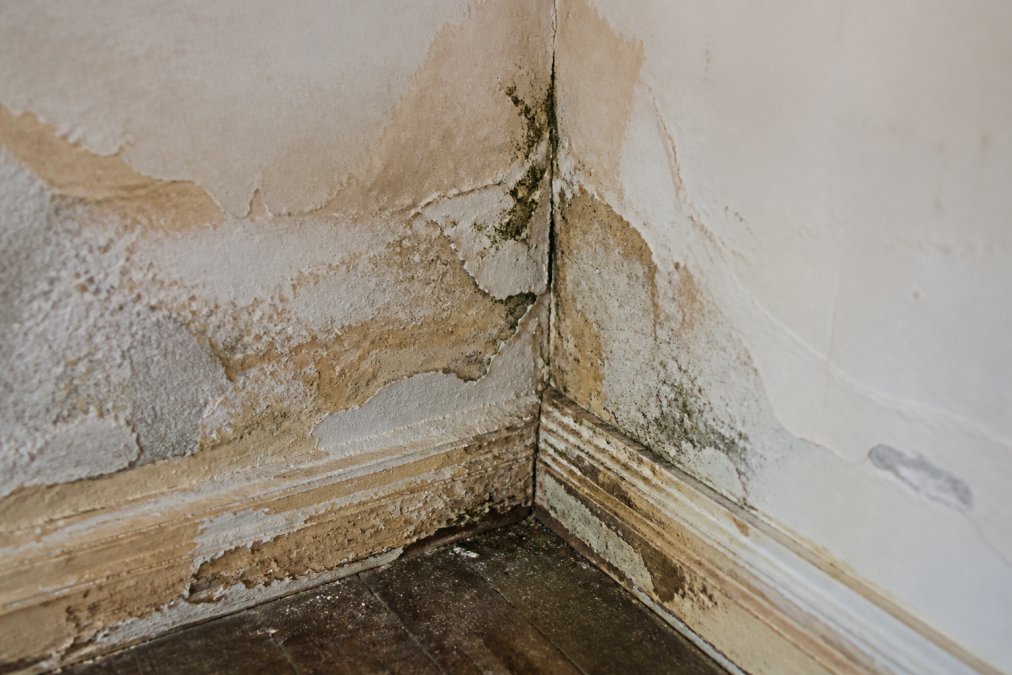 Close-up van een muurhoek met duidelijk zichtbare vochtvlekken in bruine en grijze tinten, afbladderende verf in lagen, en begin van schimmelgroei in de naden van oud pleisterwerk