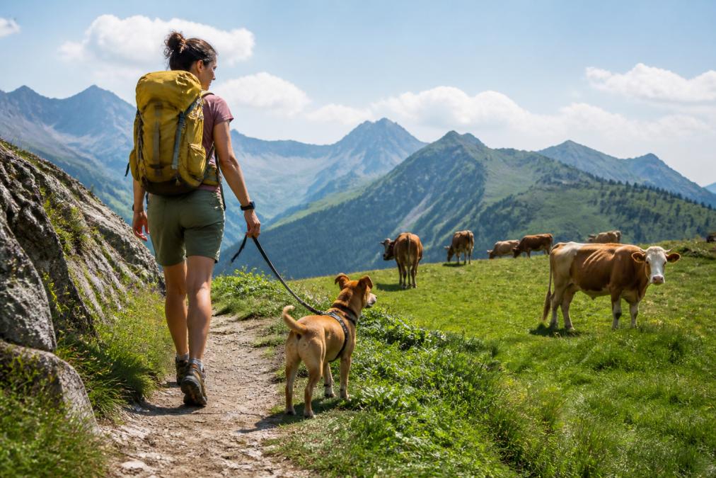 Ein angeleinter Hund und sein Besitzer auf einem schmalen Almweg, im Hintergrund weidende Kühe auf einer grünen Wiese, klare Bergluft, sonniger Sommertag
