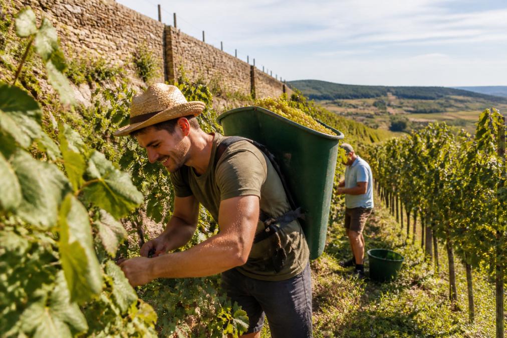 Winzer bei der manuellen Weinlese in einem sonnigen Weinberg in Rheinhessen, mit vollen Traubenkörben und traditionellen Werkzeugen, im Hintergrund historische Weinbergsmauern