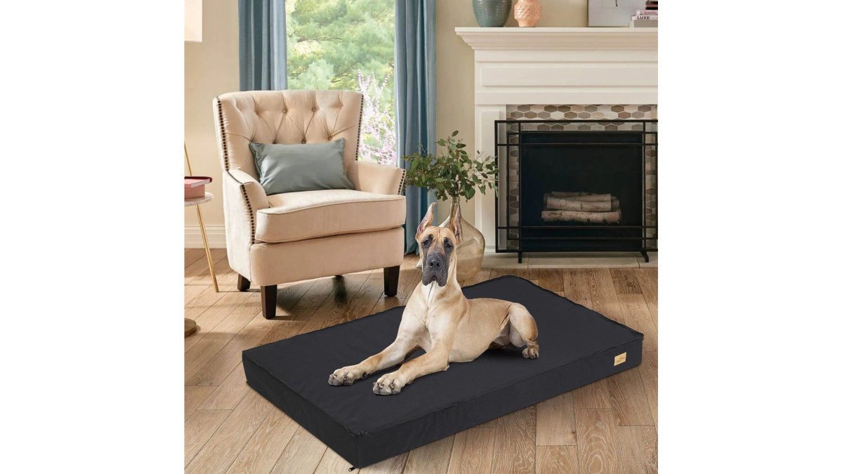 A happy golden retriever lying on a large orthopedic dog bed in a sunlit living room, with the removable zippered cover partially unzipped to reveal the thick foam base