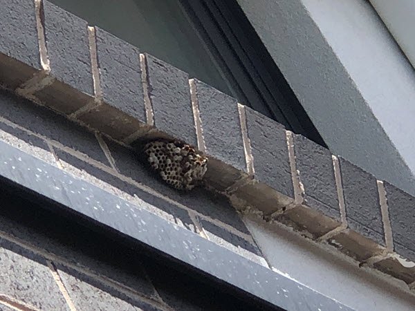 Wasps Treatment 5