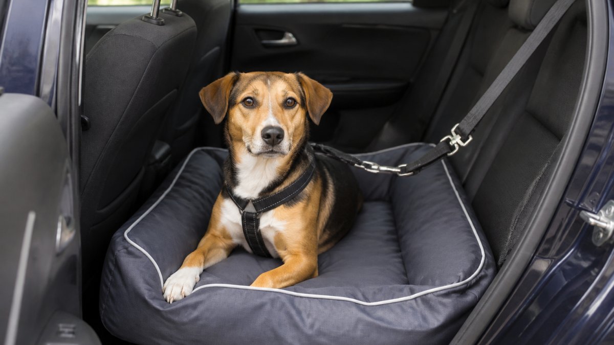 A medium-sized dog sitting calmly on a waterproof car bed in the back seat of a car, with a seatbelt harness restraint clipped securely to the vehicle's seatbelt anchor point, viewed from the open rear door