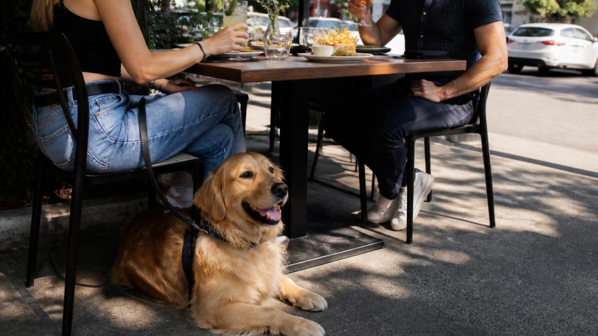 A golden retriever resting under a patio table while diners enjoy craft cocktails and share appetizers on a sunny West Hollywood outdoor terrace
